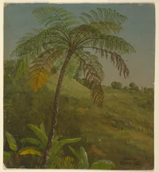 Kresba, Palm Tree, Jamajka, červen 1865