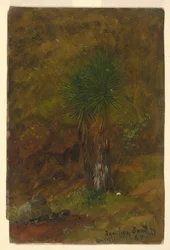 Kresba, palmy, červenec 1865