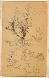 Kresba, Studie rostlin a stromů, 2. června 1857