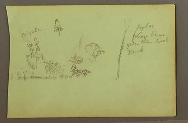 Kresba, Studie rostlin, pravděpodobně 1856