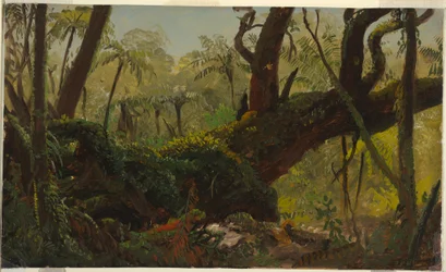 Kresba, Deštný prales, Jamajka, Západní Indie, duben-srpen 1865