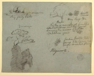 Kresba, břeh řeky a botanické skici z Higuerote, Ekvádor, květen 1853 