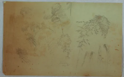 Kresba, Studie vrcholků stromů a bambusu, Jamajka, srpen 1865