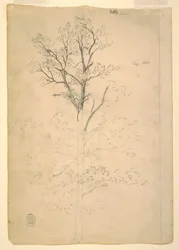 Kresba, strom, září 1844