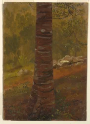Kresba, Kmen stromu, květen 1865