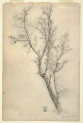 Kresba, Strom s mnoha větvemi, červenec 1844