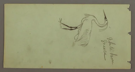 Kresba, Bílá volavka, pravděpodobně 1869
