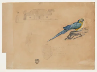 Studie Guacamaya, Bogota, Kolumbie
