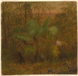 Thatch Palm, Jamajka