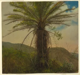 Tree Fern, Jamajka