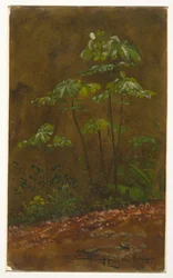 Trumpet Tree, Jamajka
