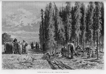 Sběr chmele. Rytina od Lixe, k ilustraci příběhu A Through Alsace and Lorraine, v roce 1887, Charles Grad, německý zástupce, v tour du monde 1888, režie Edouard Charton (1807-1890), Hachette, Paříž.