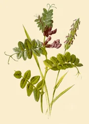 Vetch a sladce vonící jarní tráva, 1877.