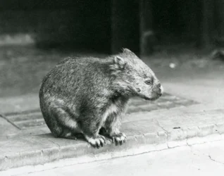 Vombat bosý/obyčejný/hrubosrstý sedící na zemi v londýnské zoo v roce 1929 (černobílá fotografie)
