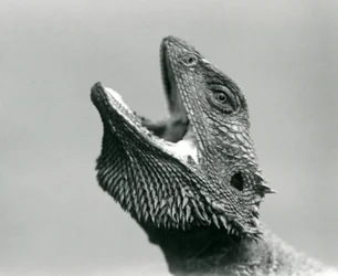 Bearded Dragon hledící vzhůru a zející, Londýnská zoo, srpen 1928 (černobílá fotografie)