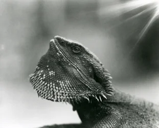 Vousatý ještěr vzhlíží k londýnské zoo v roce 1930 (černobílá fotografie)