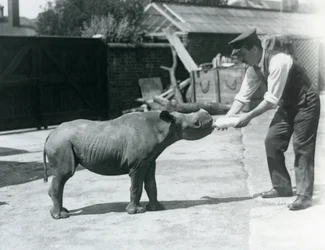 Mládě nosorožce černého krmené z láhve svým ošetřovatelem, londýnská zoo, září 1928