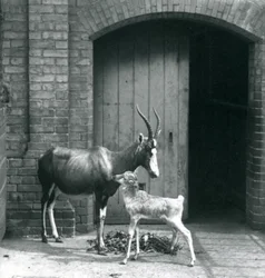 Blesbok tele se svou matkou v londýnské zoo, červen 1914