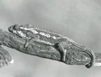 Chameleon kapský držící se větve, Londýnská zoo, 1927