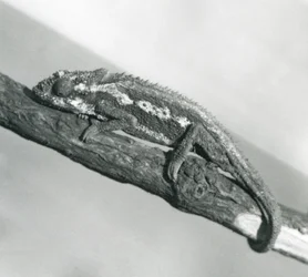 Chameleon kapský, který se drží větve, Londýnská zoo, 1927