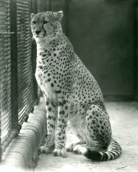Gepard sedící ve svém výběhu v londýnské zoo, říjen 1924