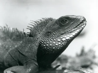 Čínský/asijský/thajský/zelený vodní drak v londýnské zoo v srpnu 1928 (černobílá fotografie)