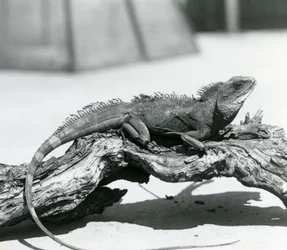 Čínský/asijský/thajský/zelený vodní drak spočívající na kládě v londýnské zoo v roce 1928 (černobílá fotografie)