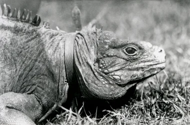 Obláčkový skalní leguán Metuzalém, s obojkem, procházející se po trávníku v londýnské zoo, červenec 1924
