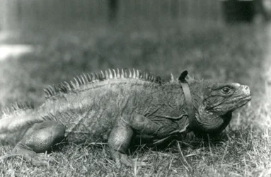 Iguana Clouded Rock s obojkem, procházející se po trávníku v londýnské zoo, červenec 1924
