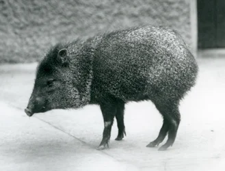 Peccary obojkové v londýnské zoo, 1927