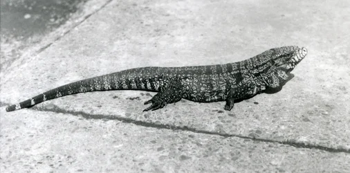 Běžný zlatý černý kolumbijský teju nebo tygří ještěr v londýnské zoo v srpnu 1926