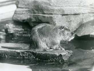 Nutrie sedící na skalnaté římse v bazénu v jeho výběhu v londýnské zoo, únor 1928 (černobílá fotografie)