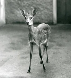 Crowned SahelWest African Bush Duiker v londýnské zoo v srpnu 1927