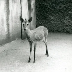 Crowned SahelWest African Bush Duiker v londýnské zoo v srpnu 1927