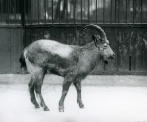 Himálajský kozorožec stojící v londýnské zoo, 1927