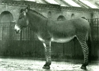 Hybridní zebra ve výběhu v londýnské zoo, 1924 (černobílá fotografie)