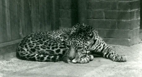 Jaguar odpočívající v londýnské zoo v červnu 1924