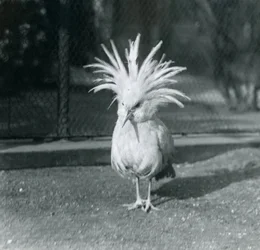 Kagu neboli cagu předvádějící chocholku v londýnské zoo, červen 1921