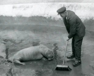 A Keeper zametá mroží bazén, London Zoo, srpen 1924