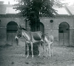 KiangTibetan Wild AssKhyangGorkhar a její hříbě stojící pod stromem ve svém výběhu, Londýnská zoo, srpen 1927