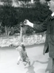 Kynkažu visící hlavou dolů z prstu ošetřovatele za svůj chápavý ocas, londýnská zoologická zahrada, září 1925