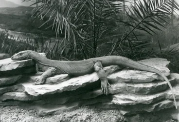 Monitor varana komodského spočívající na skalnaté stěně v londýnské zoo v roce 1927