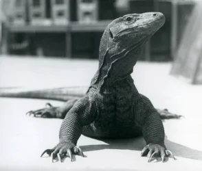 Komodo Dragon v londýnské zoo, srpen 1928