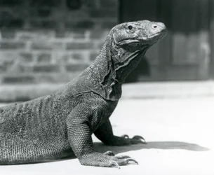 Drak komodský v londýnské zoo v srpnu 1928 (černobílá fotografie)
