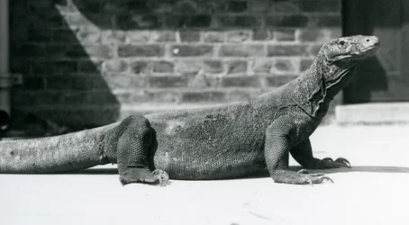 Drak komodský v londýnské zoo v srpnu 1928 (černobílá fotografie)