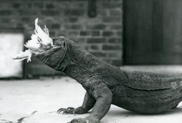 Drak komodský pojídající kuře v londýnské zoo srpen 1928 (černobílá fotografie)