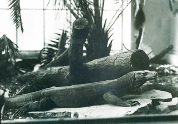Drak komodský v Reptile House v londýnské zoo v srpnu 1928 (černobílá fotografie)