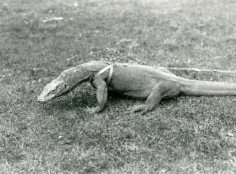 Drak komodský na procházce po trávníku v postroji a vodítku (černobílá fotografie)