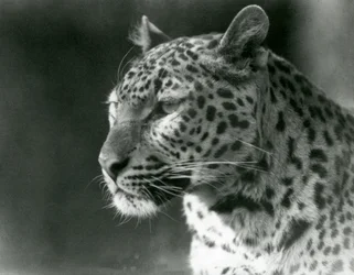 Leopard v londýnské zoo v roce 1930 (černobílá fotografie)