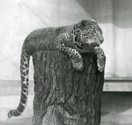 Leopard ležící na vrcholu pařezu s ocasem visícím vzadu dolů, londýnská zoologická zahrada